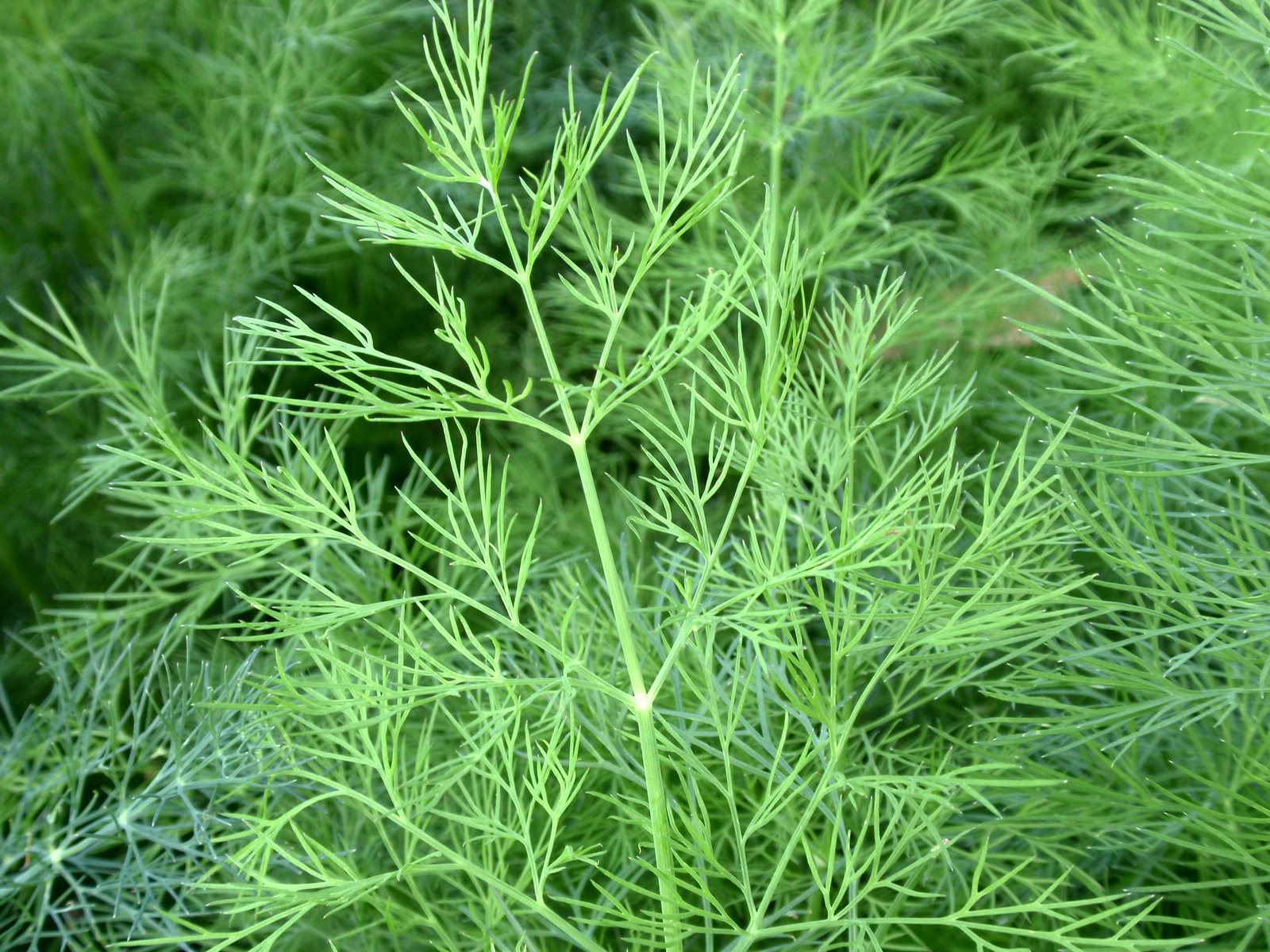 イノンド ディル 目指せ毎日一万歩