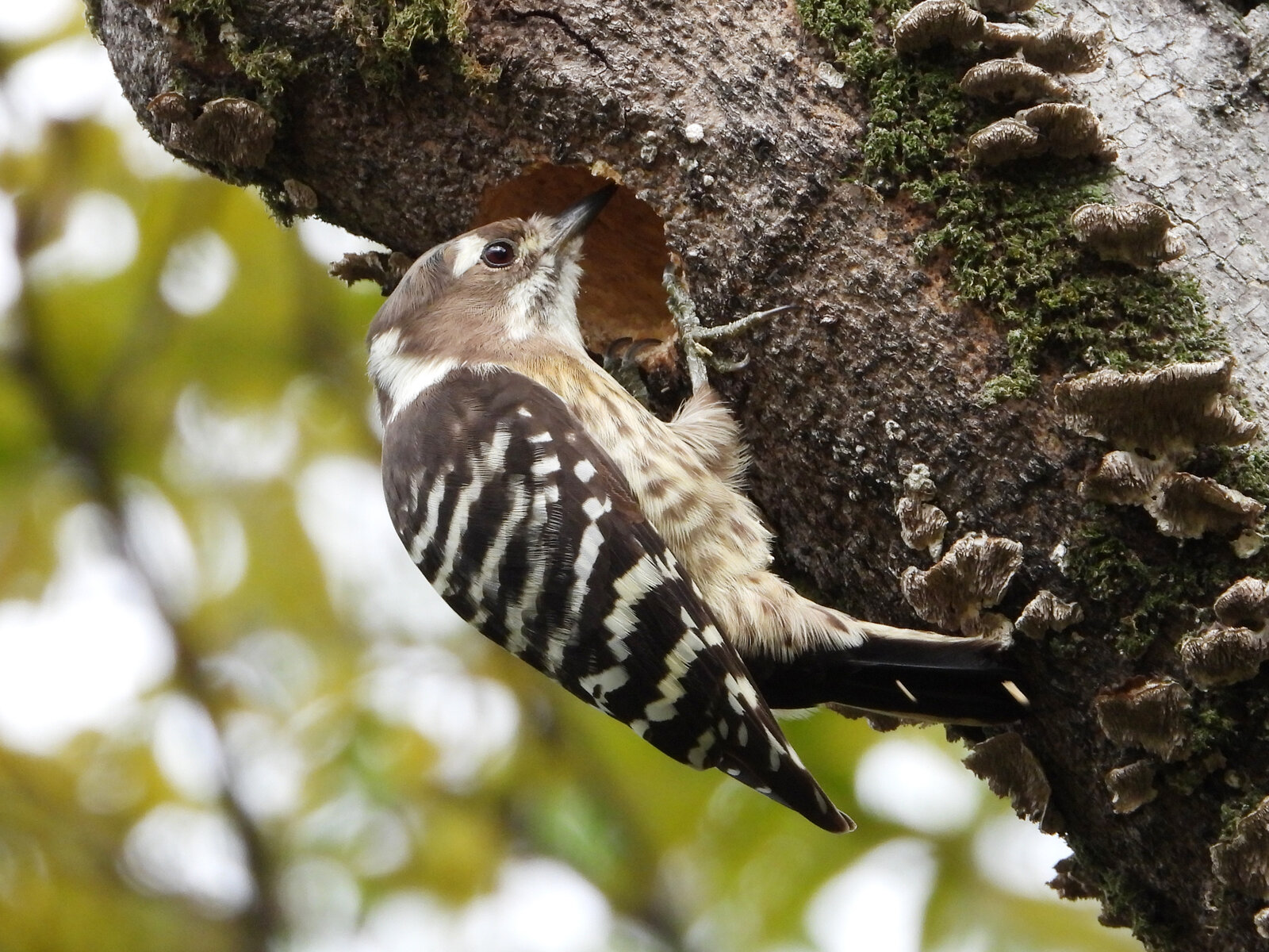 小っちゃなキツツキ コゲラ 目指せ毎日一万歩