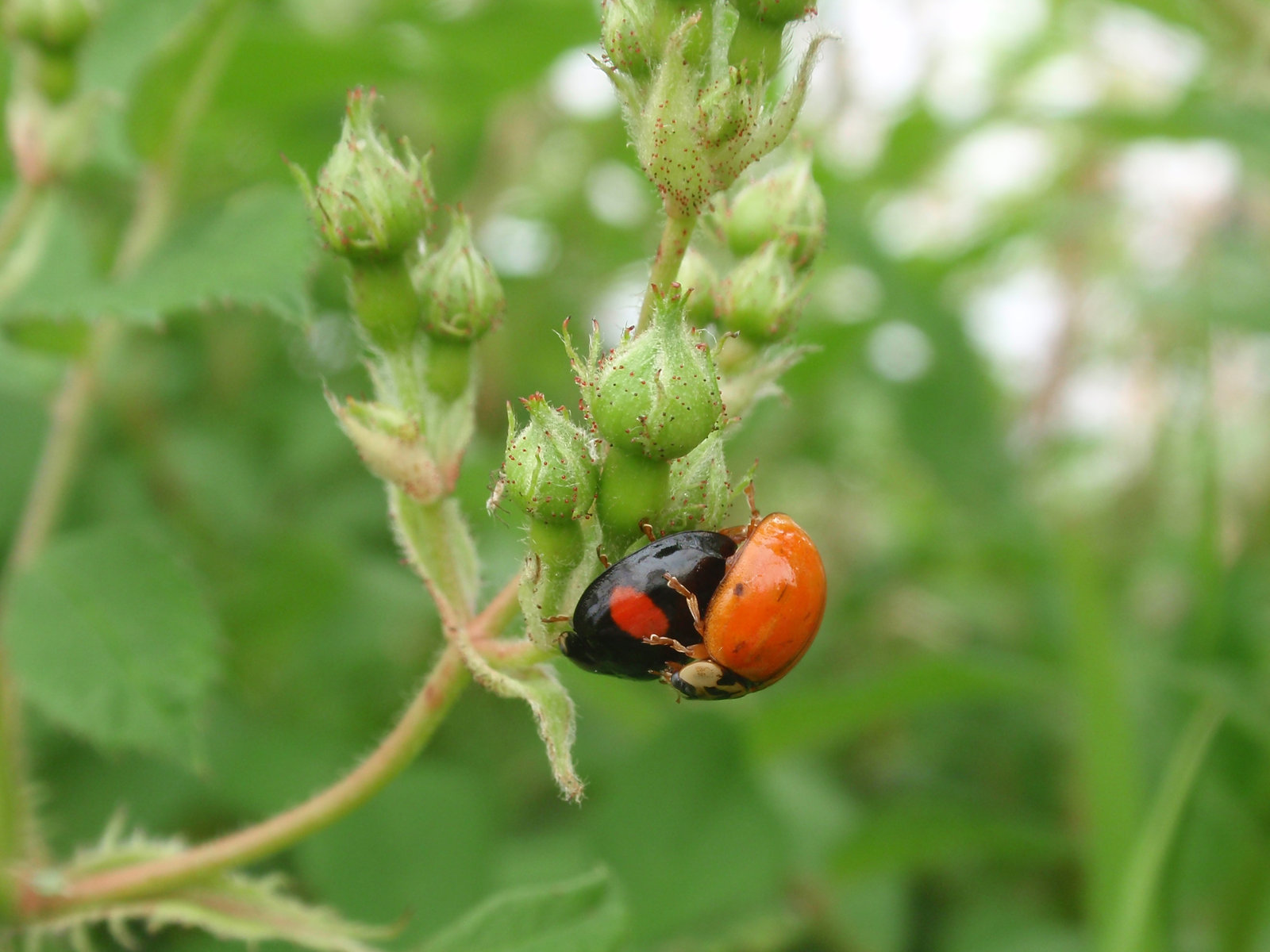 テントウムシは冬眠する 目指せ毎日一万歩