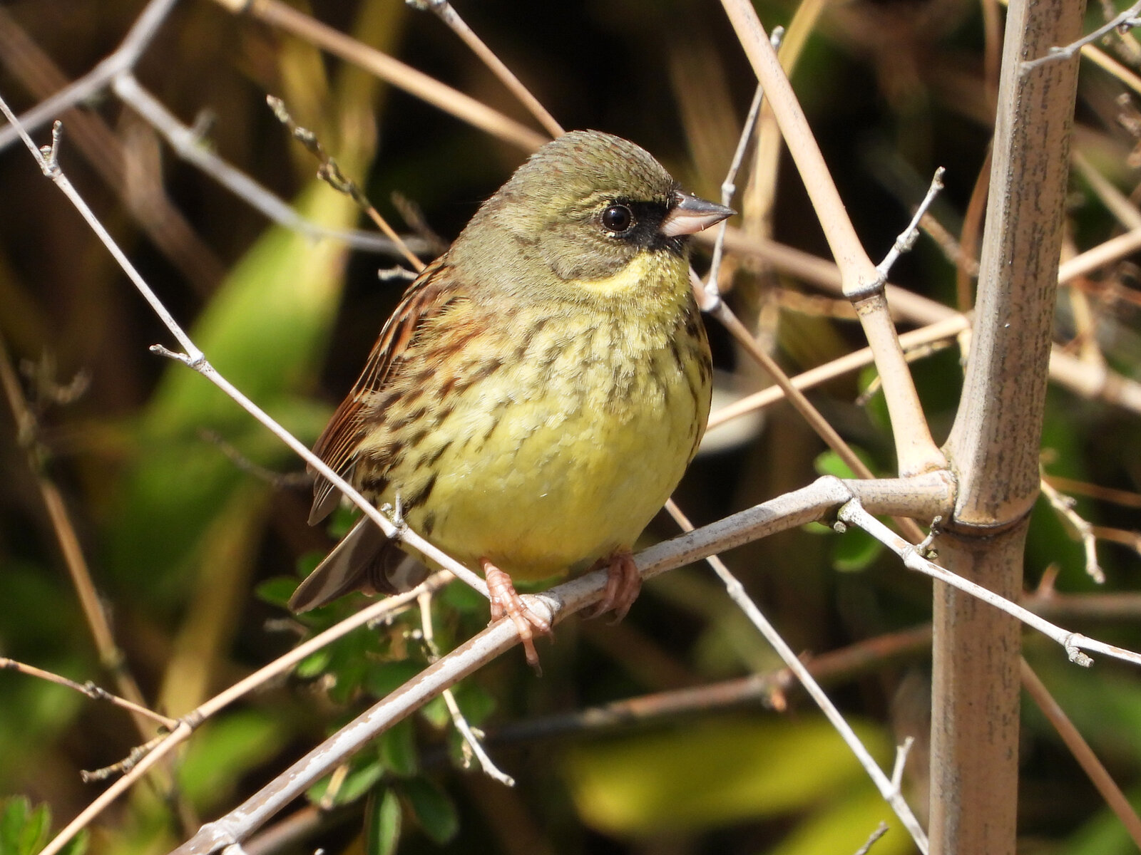 スズメによく似た鳥 アオジ 目指せ毎日一万歩