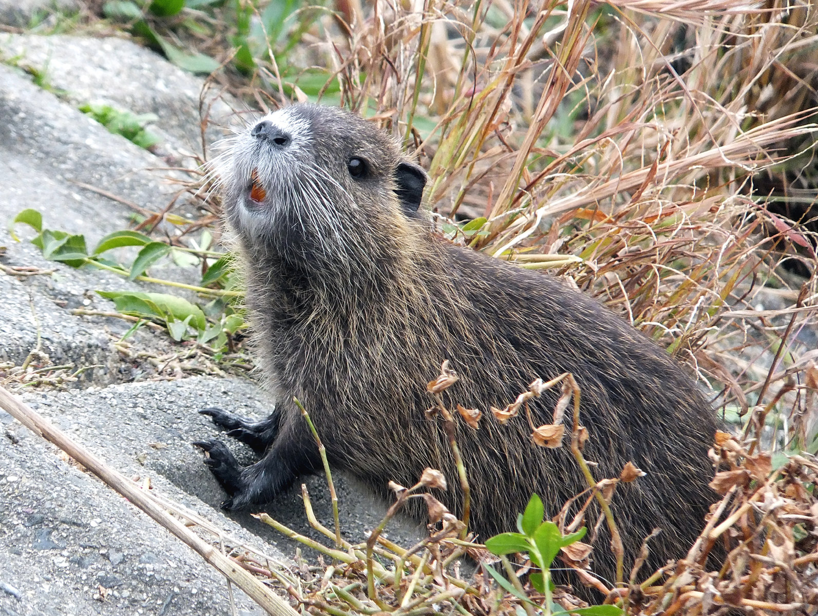 ヌートリアがこんなに大きく 目指せ毎日一万歩