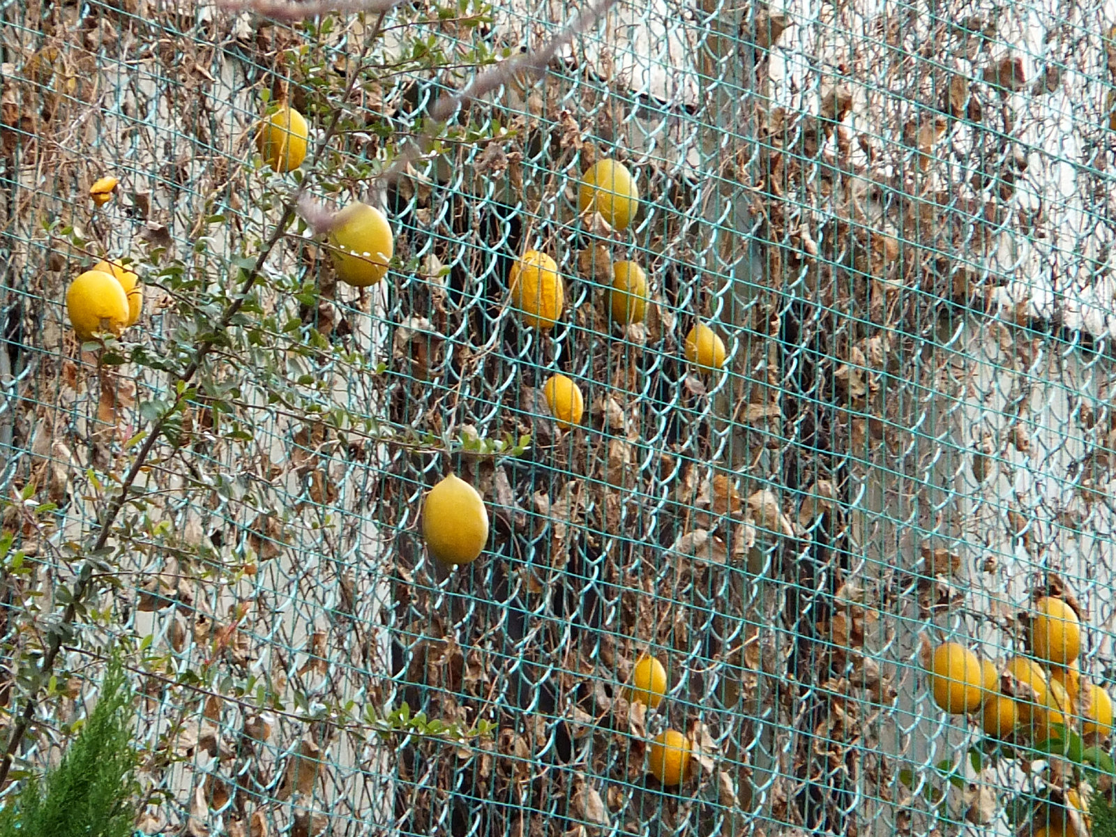 ひげもじゃの キカラスウリ 目指せ毎日一万歩