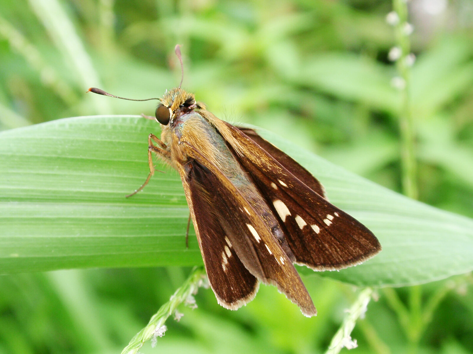 ちょっと地味だけど格好いい セセリチョウ 目指せ毎日一万歩