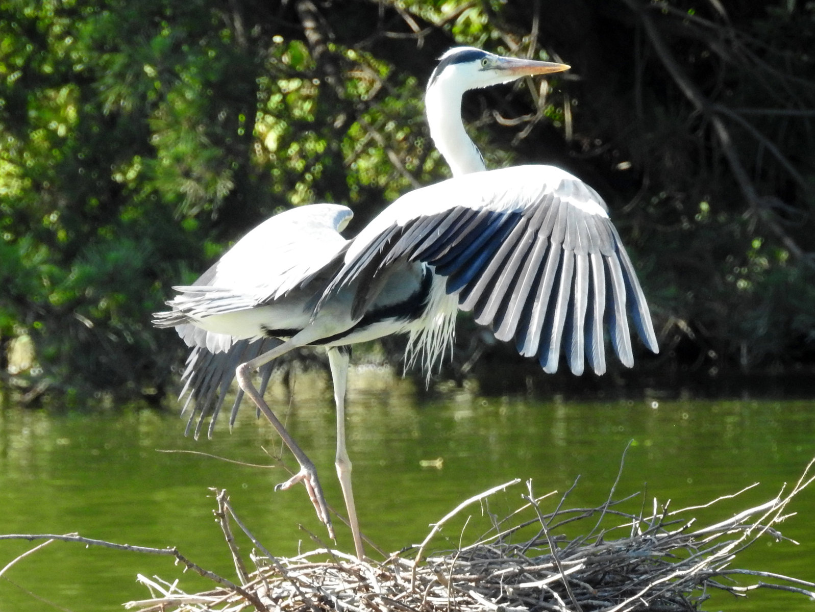 アオサギの雛が成長 目指せ毎日一万歩
