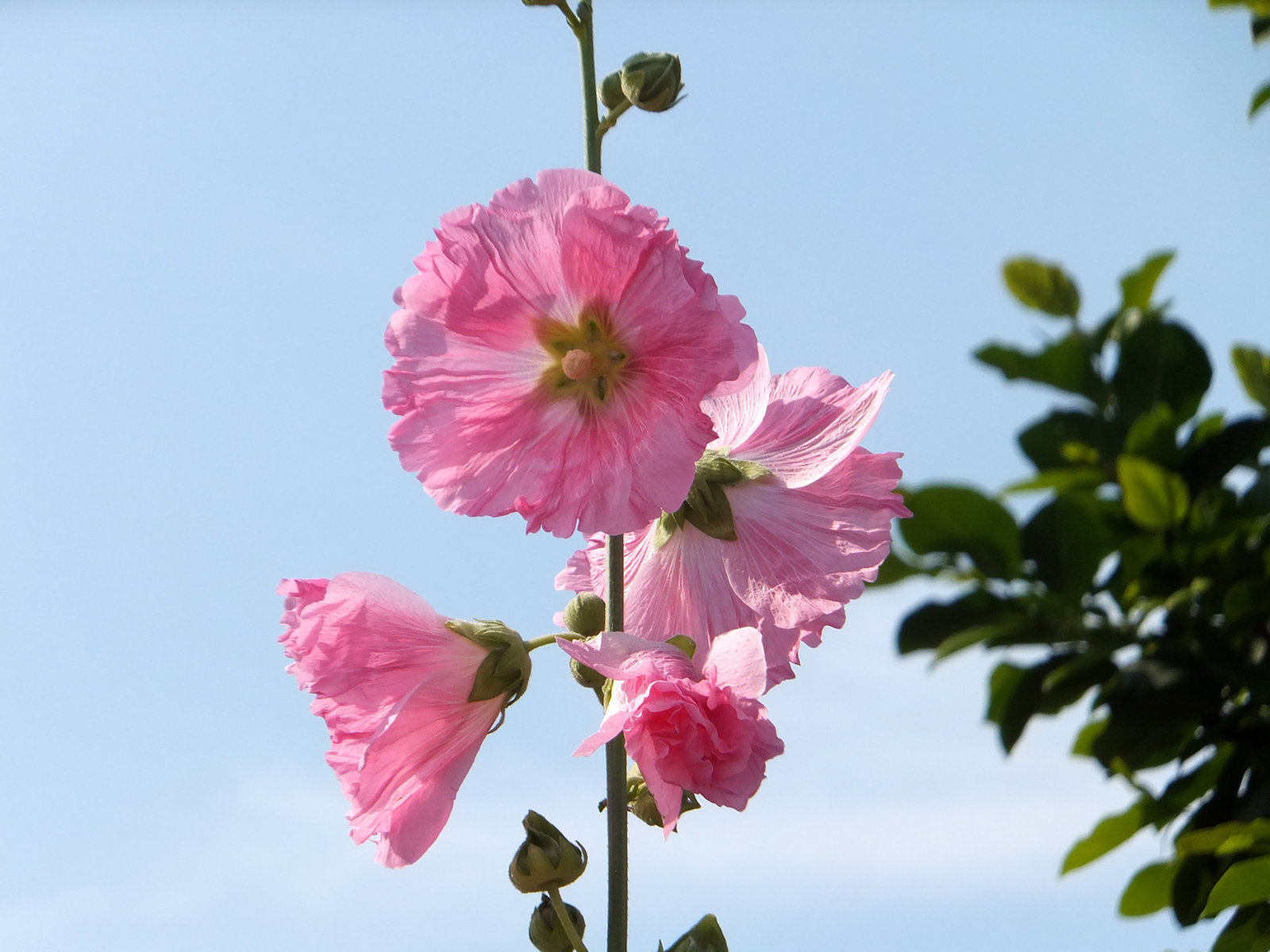 梅雨を知らせる タチアオイ 目指せ毎日一万歩
