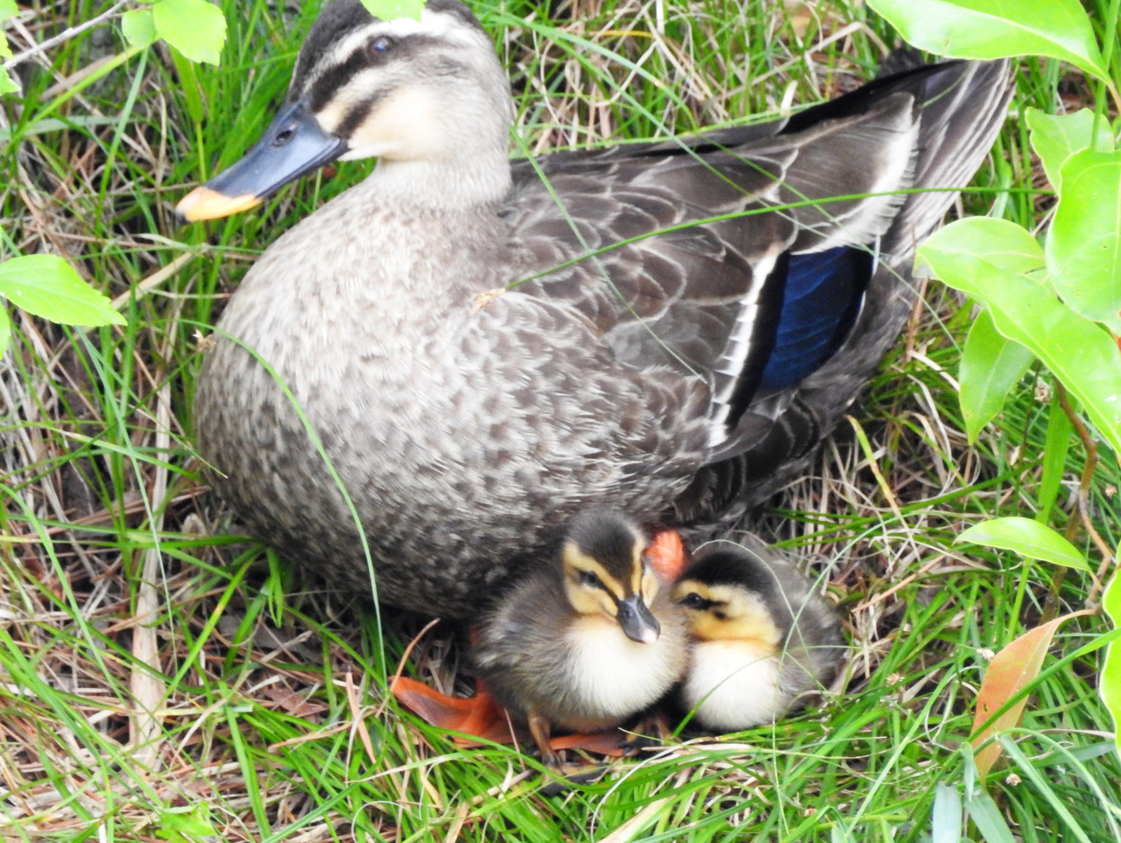カルガモ親子とマガモ親子 目指せ毎日一万歩