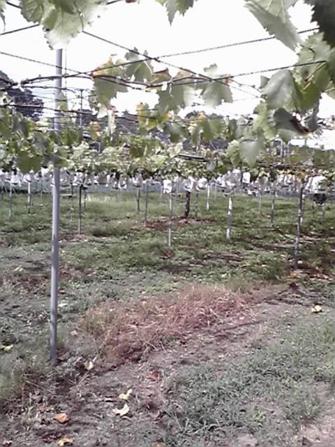 フルーツパーク久松農園11 ぶどう狩り 梨狩り 栗拾い たまにぶらりとおでかけします