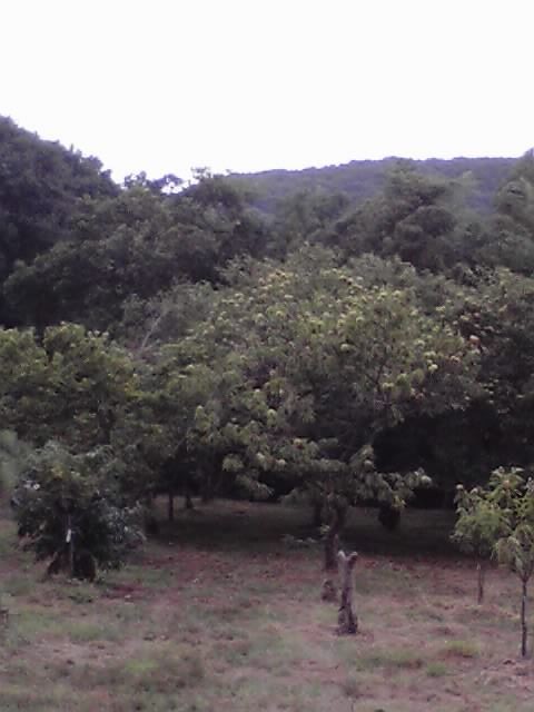 フルーツパーク久松農園11 ぶどう狩り 梨狩り 栗拾い たまにぶらりとおでかけします