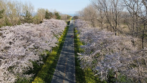 Nanohana_rôdo