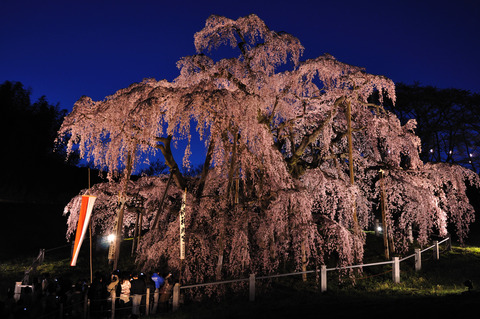 Illuminated_Takizakura