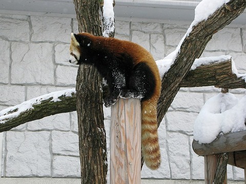 Sapporo_Maruyama_Zoo_Lesser_Panda_1