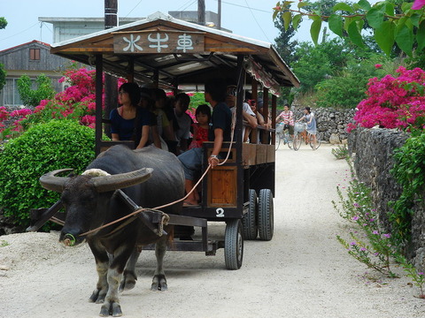 1024px-Water_buffalo_taxi