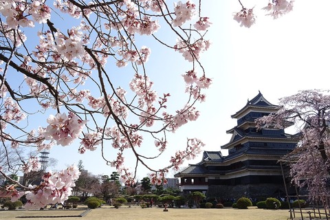 1280px-松本城桜1