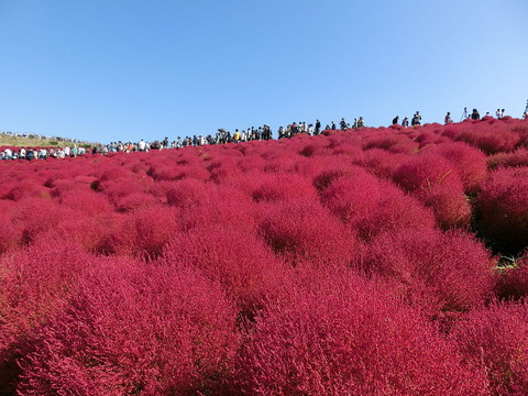 1024px-Miharashi_no_Oka_(Hitachi_Seaside_Park)_01