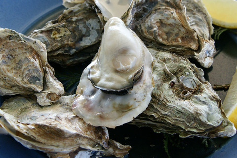 1280px-Oyster_Ushimado03s