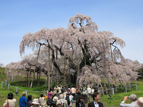 1024px-Miharu_Miharu-Takizakura_Front_1
