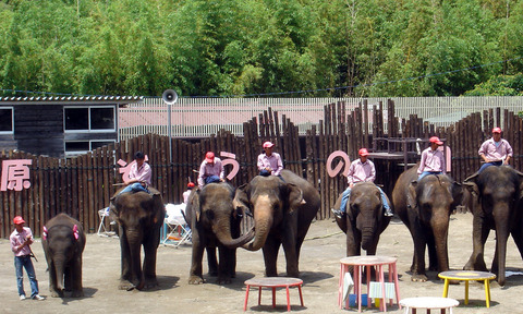 Elephant_Show_in_Ichihara