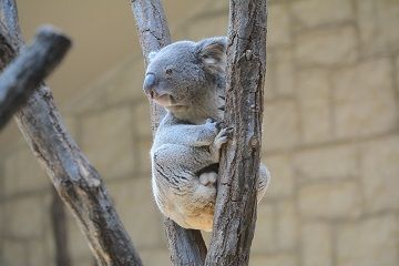 コアラ(東山動植物園)