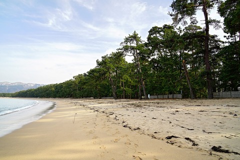 1280px-150228_Kehi-matsubara_Tsuruga_Fukui_prefecture_Japan02s3