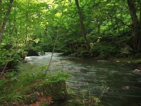 Oirase_stream