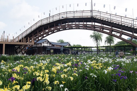 1024px-Suigo_Itako_Ayame_Garden_07