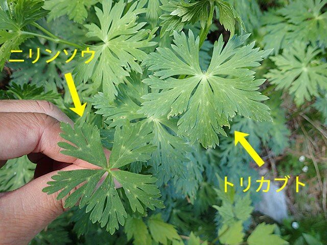 富山の飲食店 うっかり トリカブトのおひたし を客に出す 意識不明に 旅行行こうず ー国内旅行まとめブログー 富山の飲食店 うっかり トリカブトのおひたし を客に出す 意識不明に 旅行行こうず ー国内旅行まとめブログー