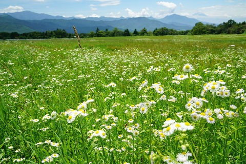 1280px-150719_KEEP_Hokuto_Yamanashi_pref_Japan17bs5