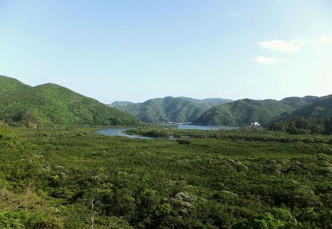 1024px-Mangrove_in_amami