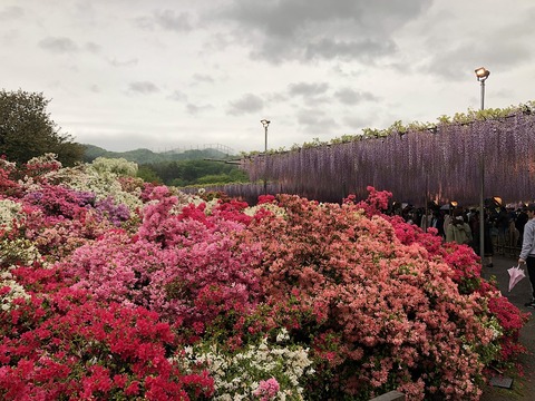1280px-20190430Ashikaga_Flower_Park_3