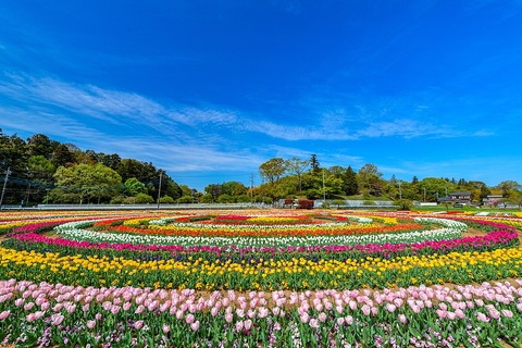 あけぼの山農業公園のチューリップ02