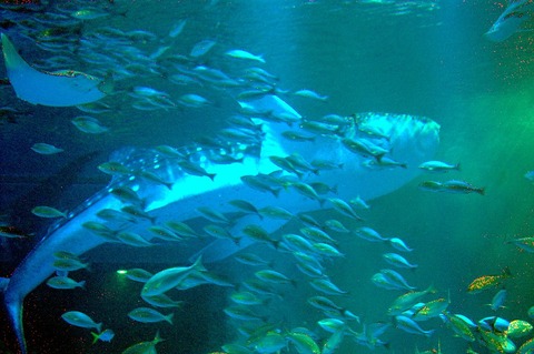 1024px-のとじま水族館3