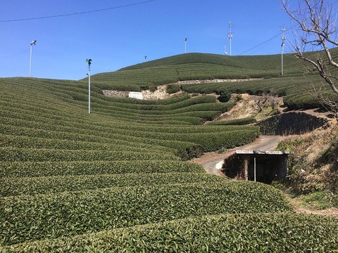 Wazuka,KyotoIMG_1428