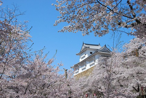 津山城_備中櫓と桜