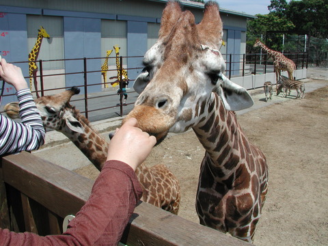 NankiShirahamaAdventureWorld_giraffe