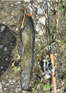 ナマズ 多摩川水系 ラバージグ 多摩川住人釣り写真