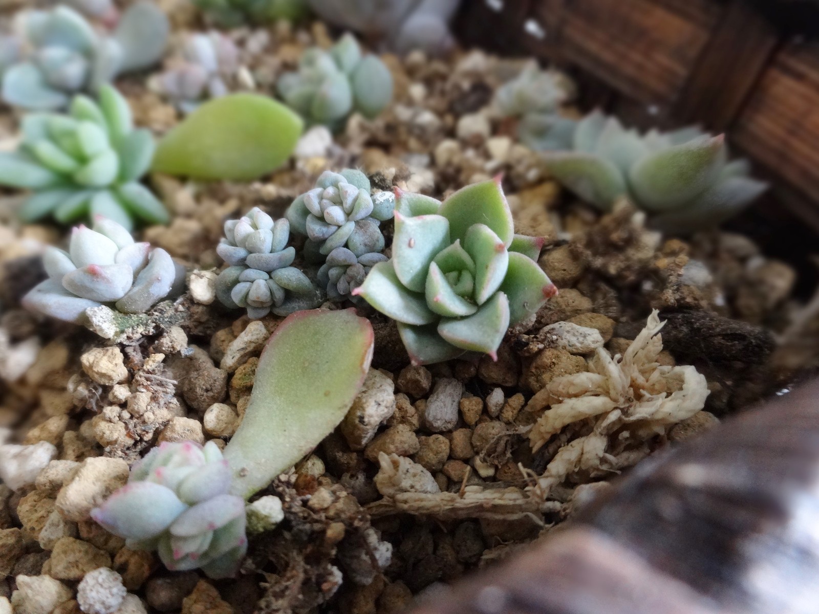 今日の多肉 Taniku No Nakami