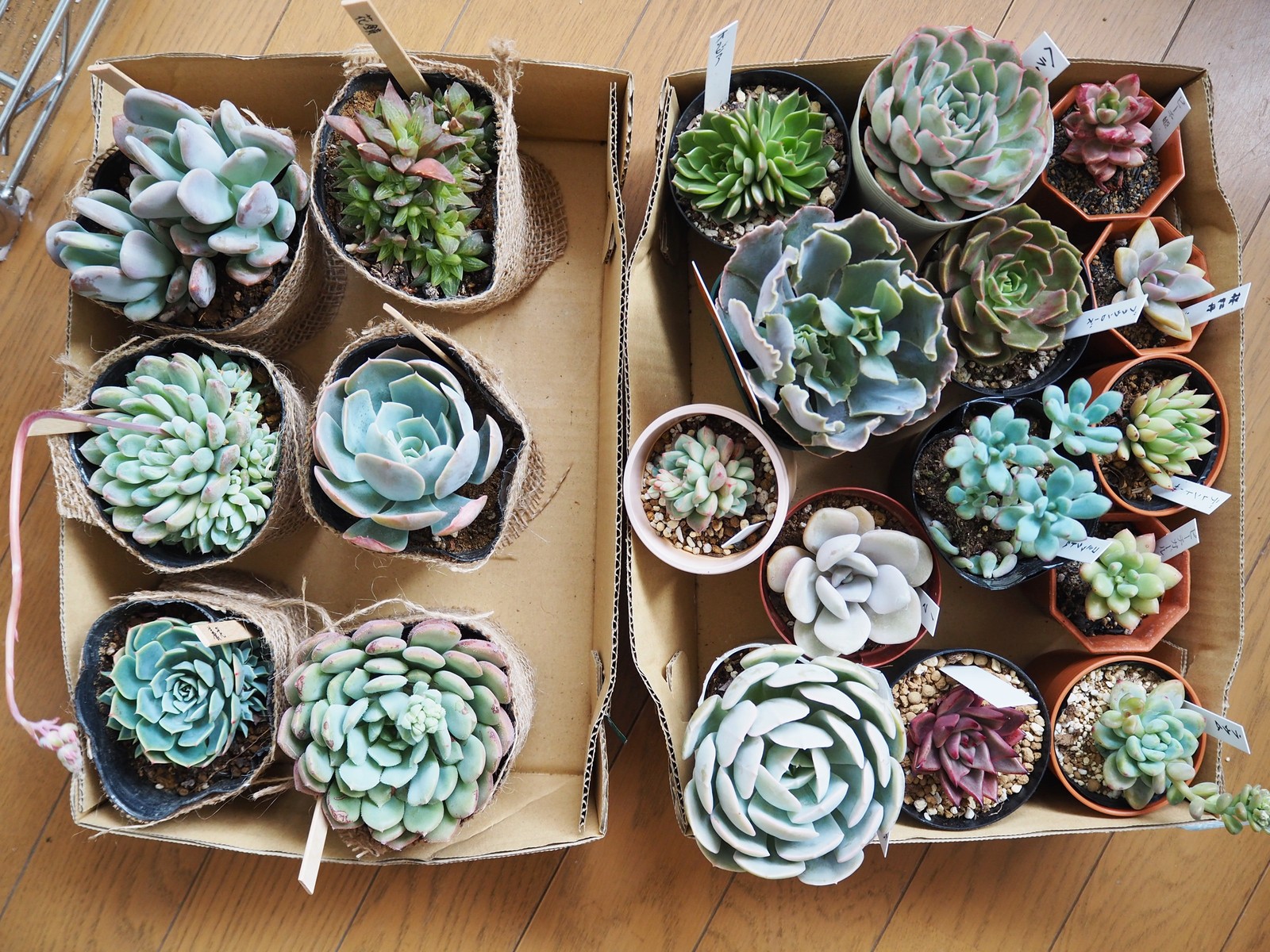 今日の多肉 Taniku No Nakami