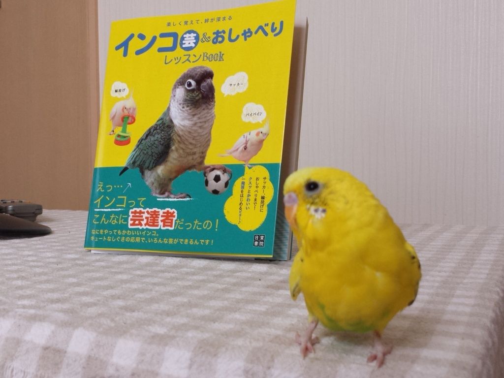 本日発売 インコ芸 おしゃべりレッスンbook たまごのなかみ 本日発売 インコ芸 おしゃべりレッスンbook たまごのなかみ