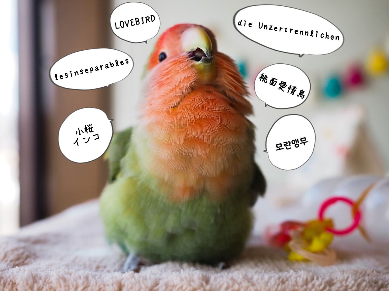 コザクラインコ　好きな方いませんかー！　小桜インコ　ラブバード　バラ売り不可 コザクラインコ 好きな方いませんかー！ 小桜インコ ラブバード