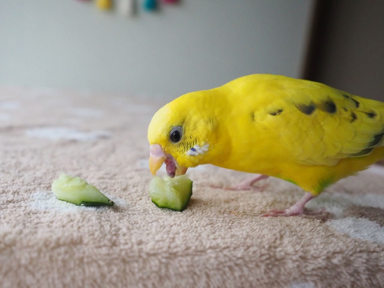 6月のインコたちとブログ5周年プレゼント企画 たまごのなかみ