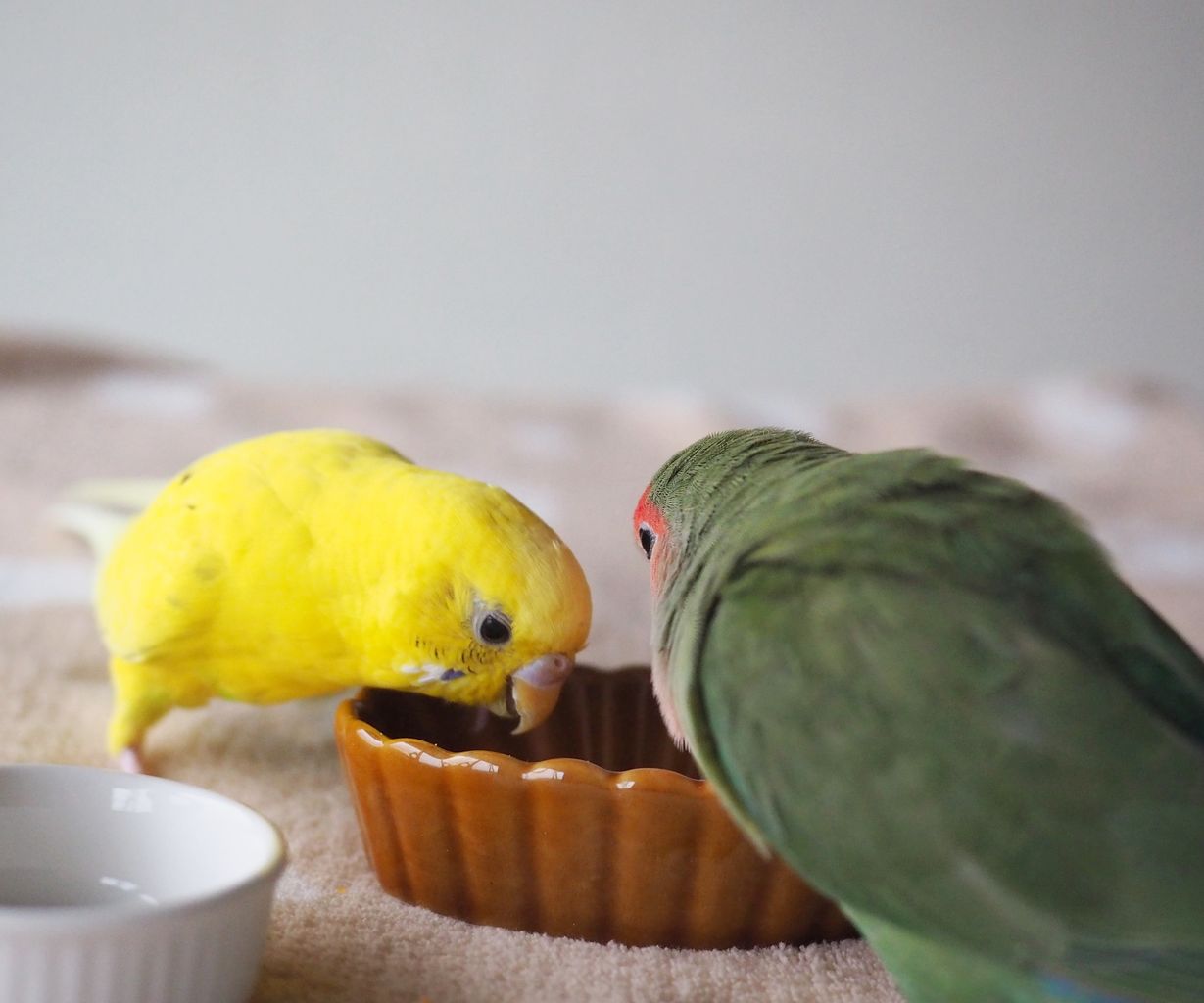 手作りインコごはん1ヶ月 たまごのなかみ