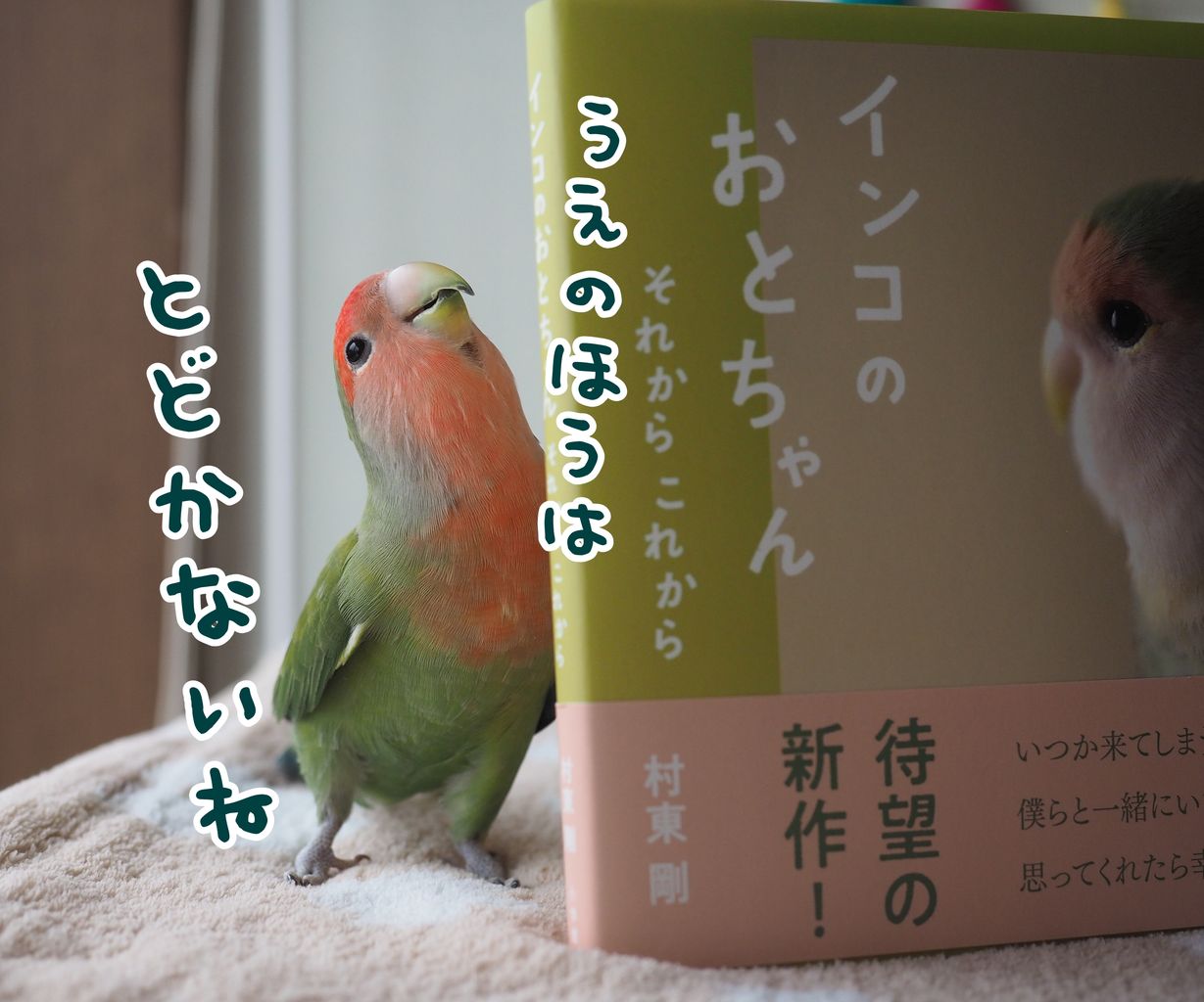 インコのおとちゃんそれからこれから たまごのなかみ インコのおとちゃんそれからこれから たまごのなかみ
