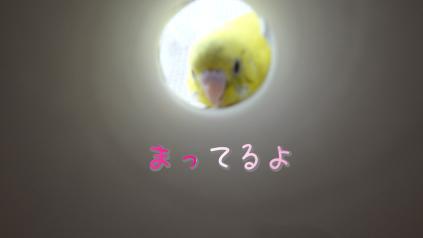 インコブームにちょっと待て たまごのなかみ インコブームにちょっと待て たまごのなかみ