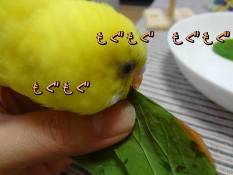 にんじん嫌いのインコたちへ 苦手克服レシピ たまごのなかみ