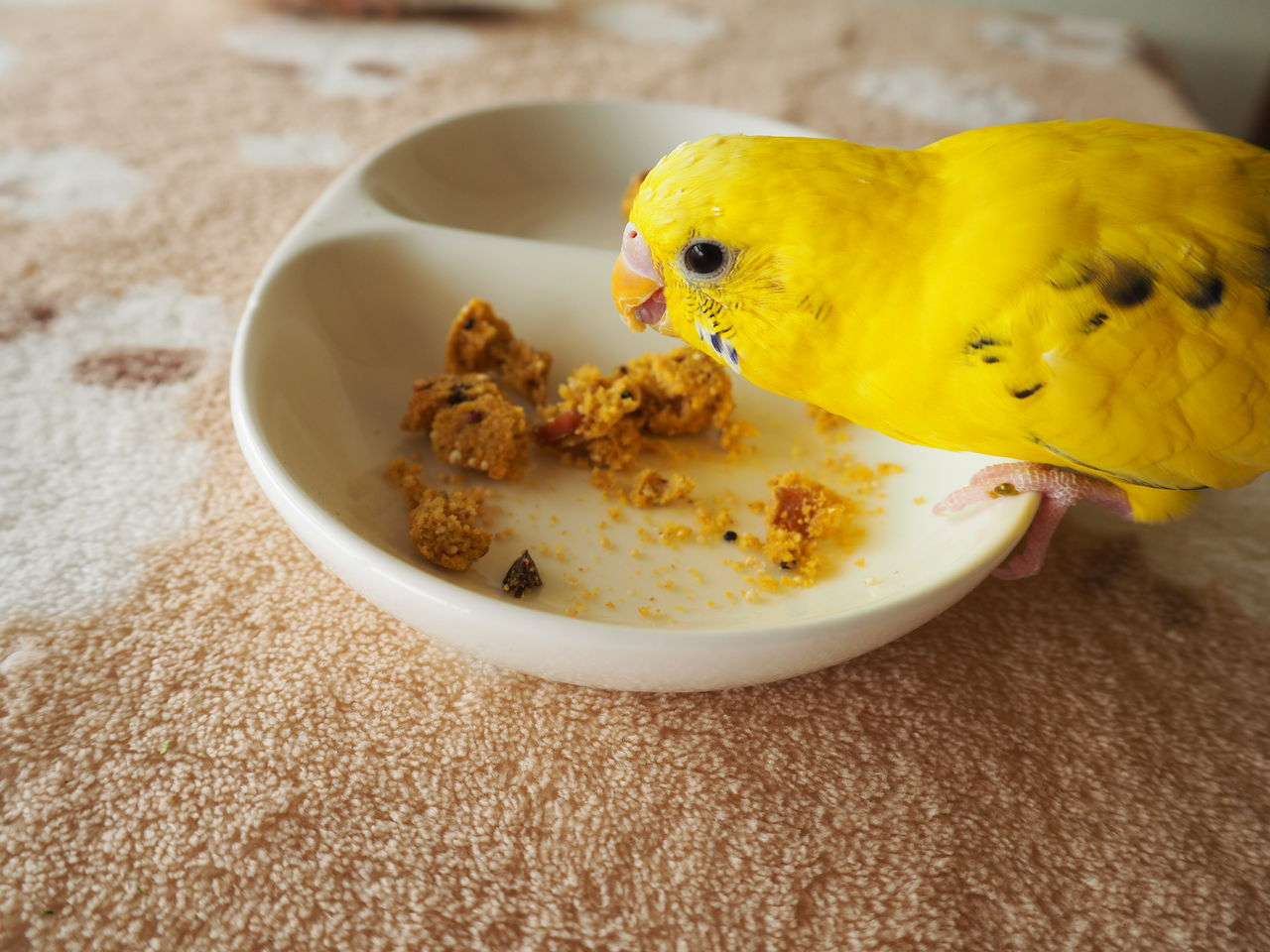 愛鳥のための健康手作りごはん バードブレットを作ってみました バードブレット実食編 たまごのなかみ 愛鳥のための健康手作りごはん バードブレットを作ってみました バードブレット実食編 たまごのなかみ