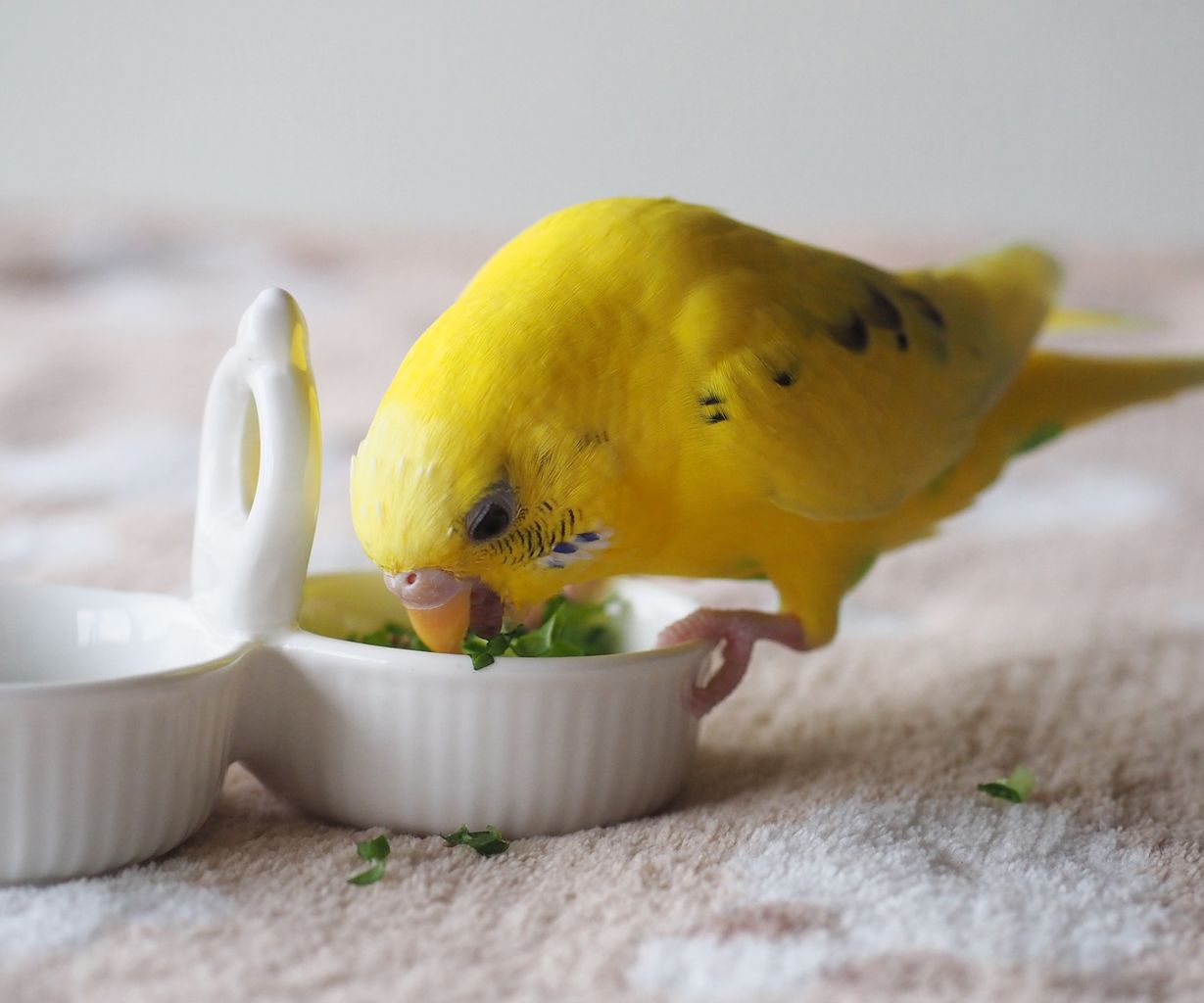 インコの食べず嫌い克服方法 いろんなパターンを試してみる たまごのなかみ インコの食べず嫌い克服方法 いろんなパターンを試してみる たまごのなかみ