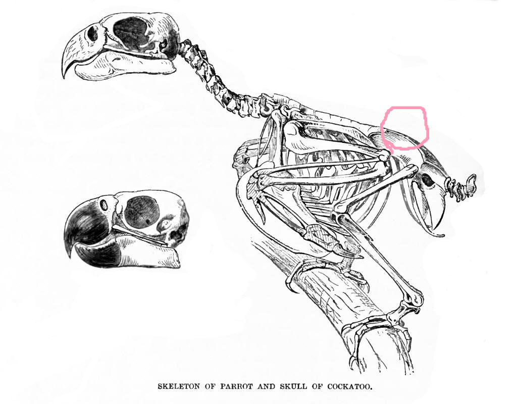 はるちゃんの足 その後 たまごのなかみ