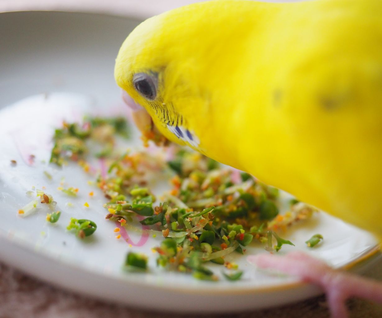 もっとブロッコリースプラウトを食べよう たまごのなかみ もっとブロッコリースプラウトを食べよう たまごのなかみ