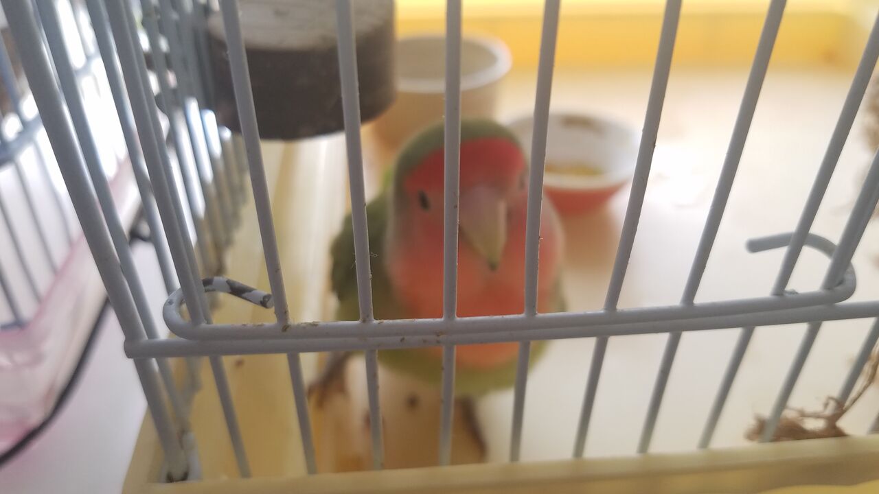 今年のインコ菜園とバリアフリー ケージレイアウト たまごのなかみ