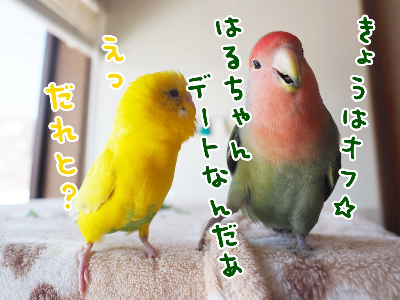 はじめてインコを看取った日 : たまごのなかみ